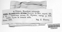 Lyomyces sambuci image